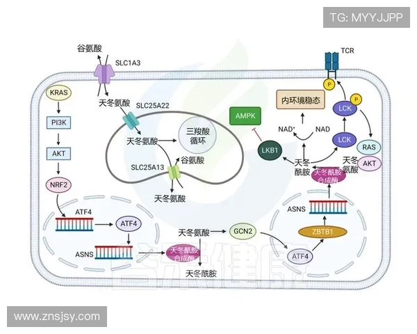 拉波尔特的传奇人生与科学探索之旅:从基础研究到前沿技术的启示 拉波尔特的传奇人生与科学探索之旅:从基础研究到前沿技术的启示